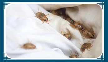 Bed Bug Treatment